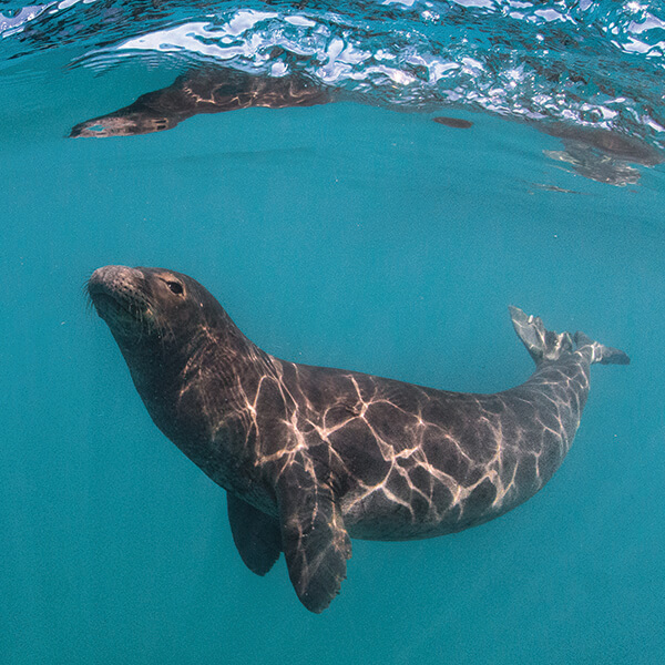 A monk seal just below the surface of the water