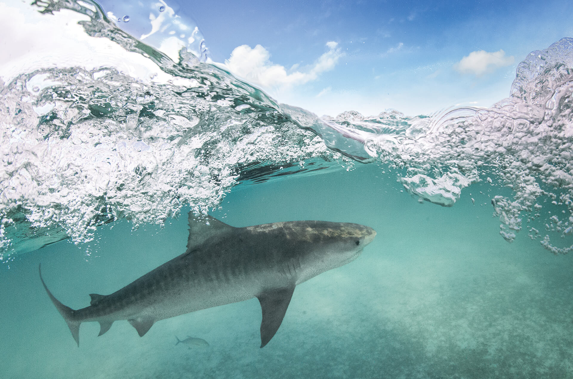 A tiger shark swims just below the surface of the water