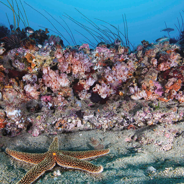 a starfish lies near a reef