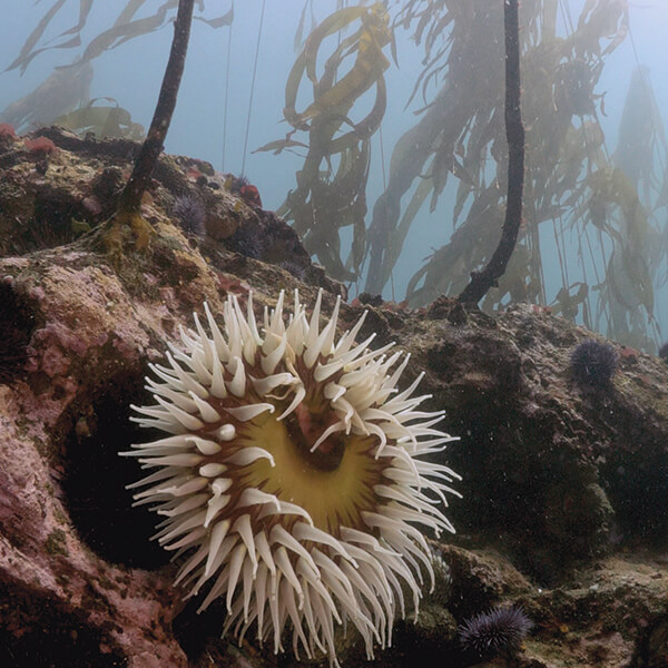 an anemone on the side of a rock with kelp above it