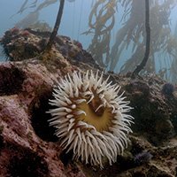 an anemone