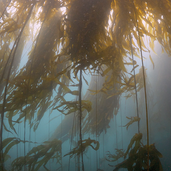 a kelp forest