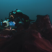 a diver swims while holding a camera