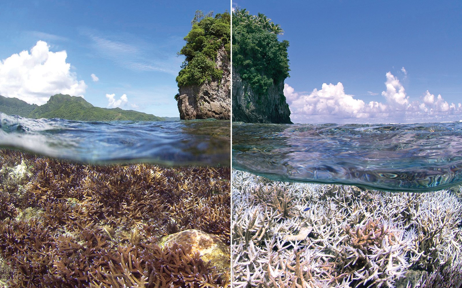 A healthy patch of staghorn coral in 2014 (left) pales and turns white (right) after an extreme heat event caused the corals to expel their symbiotic algae