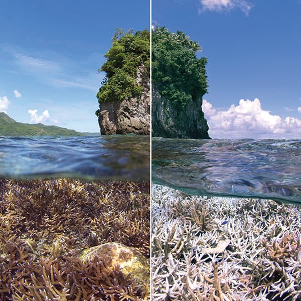 A healthy patch of staghorn coral in 2014 (left) pales and turns white (right) after an extreme heat event caused the corals to expel their symbiotic algae