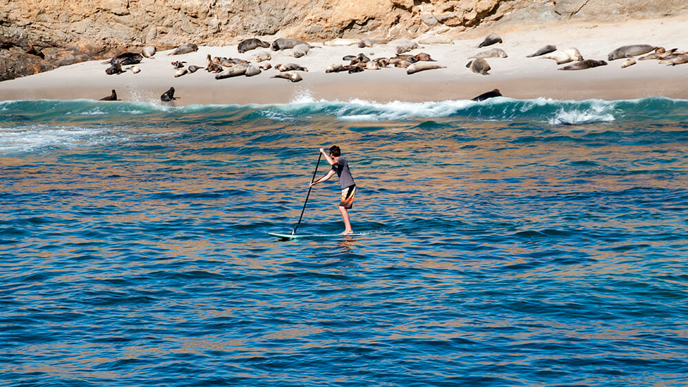 A Kayaker paddling near the northern elephant seals