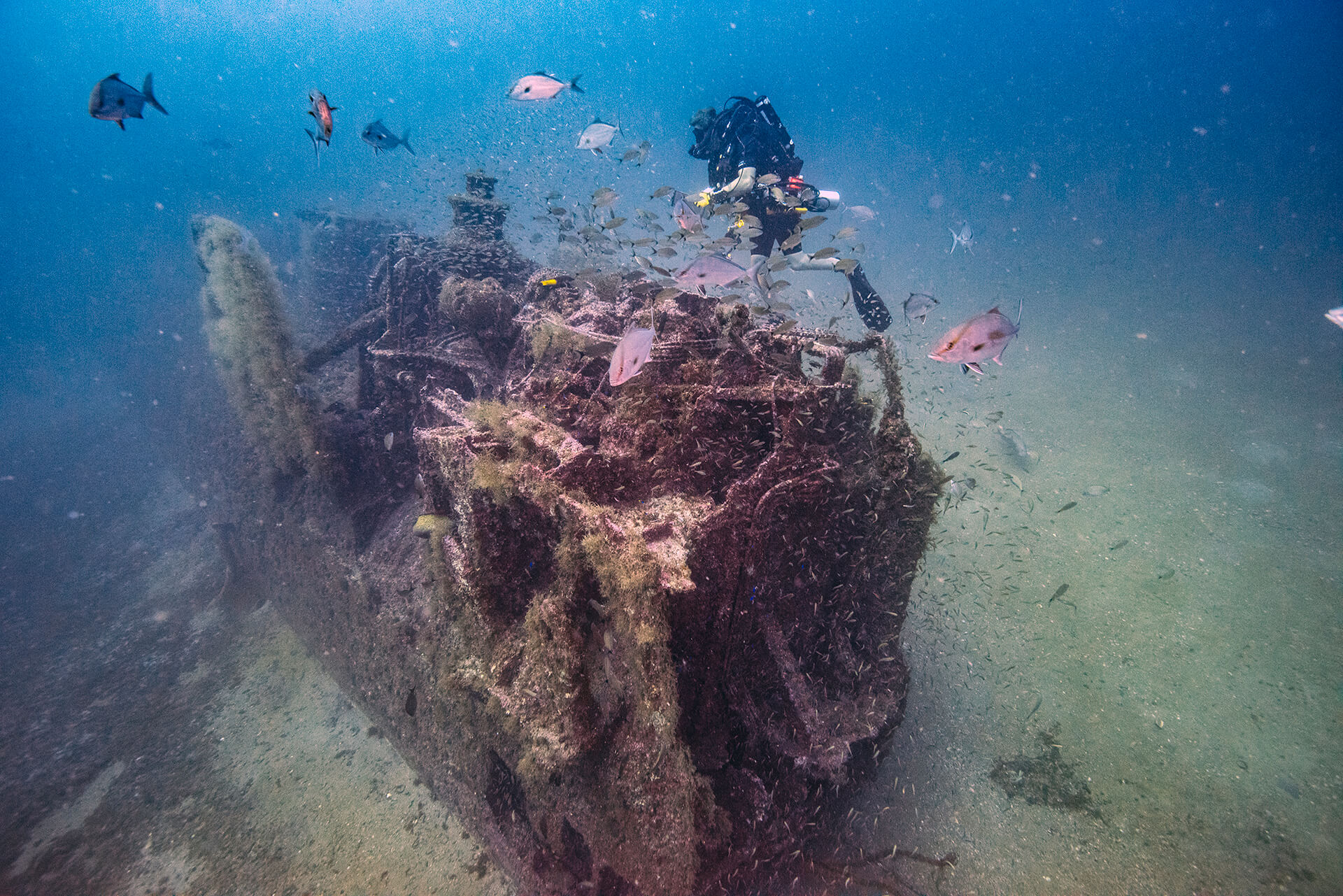 Diver aproaching the tarpon shipwreck