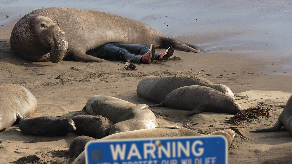 Elephant seal laying pn someone