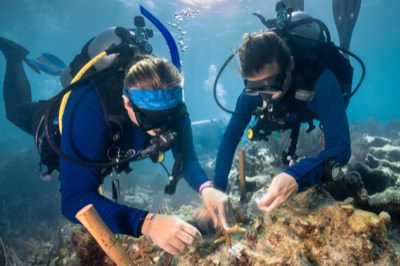 Two divers work together to replant staghorn coral to a reef using epoxy
