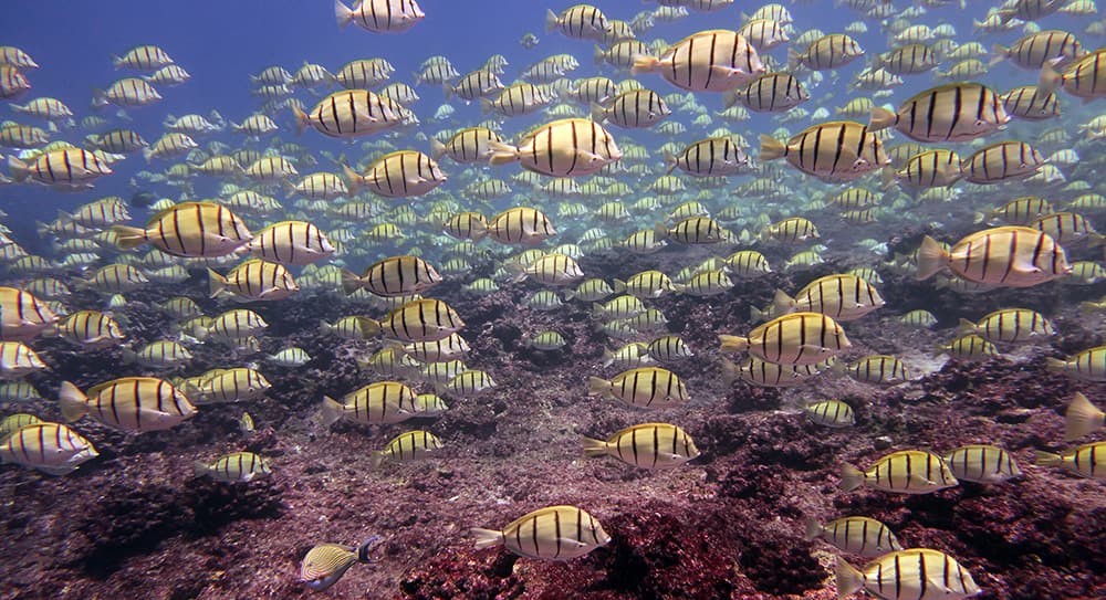 Thousands of convict tangs school in the shallows