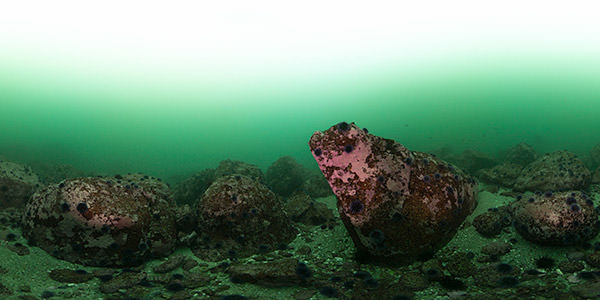 urchins dotting a rocky reef