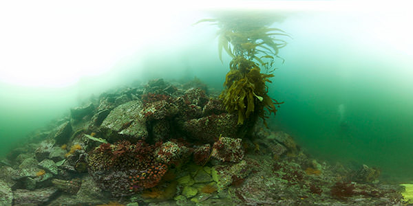 Lone kelp grows atop rocky rubble