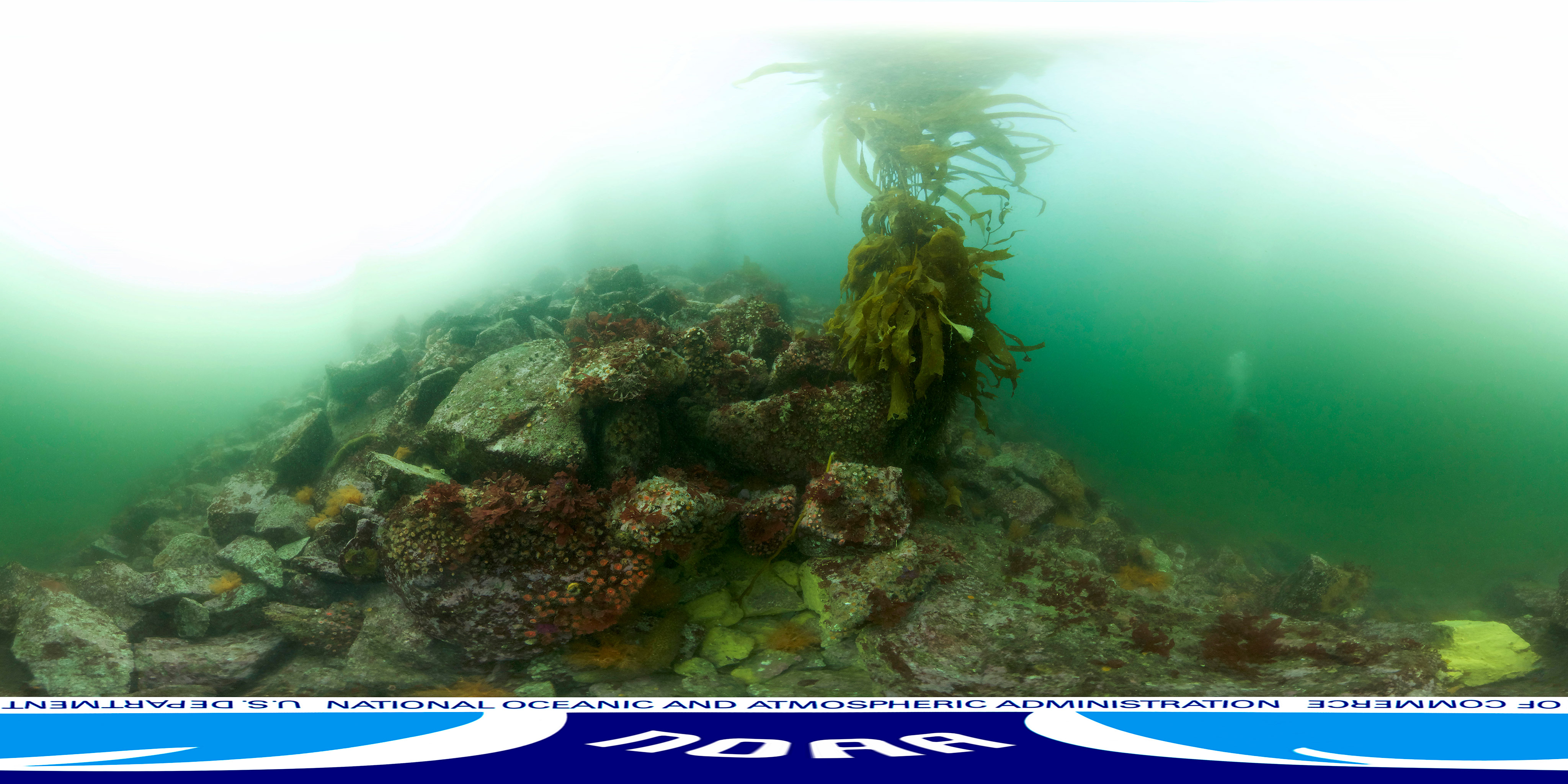 Giant kelp competes with dozens of invertebrates species for space on rocky substrate.