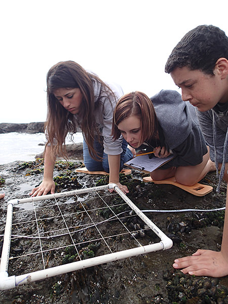 students examine the rocky intertidal ecosystem