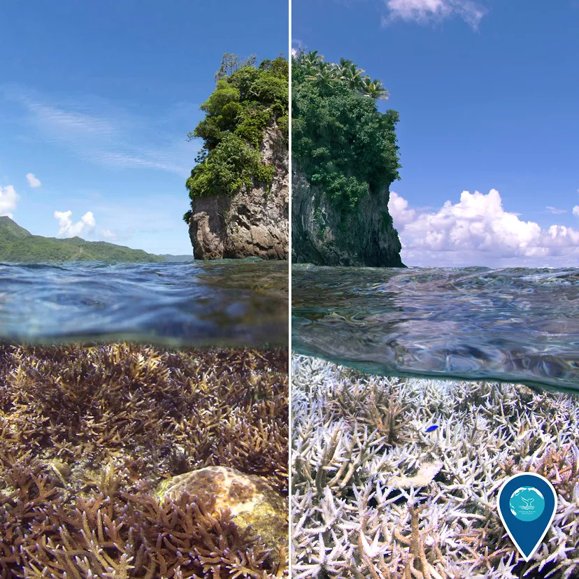 coral bleaching before and after image