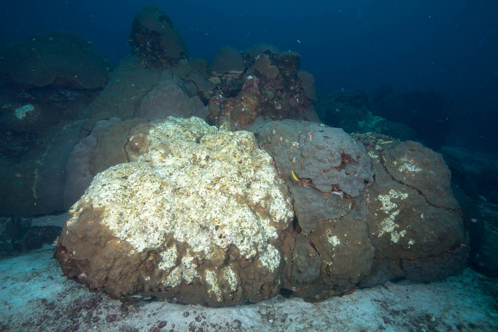 Massive star corals have been impacted by a large-scale mortality event at the East Flower Garden Bank