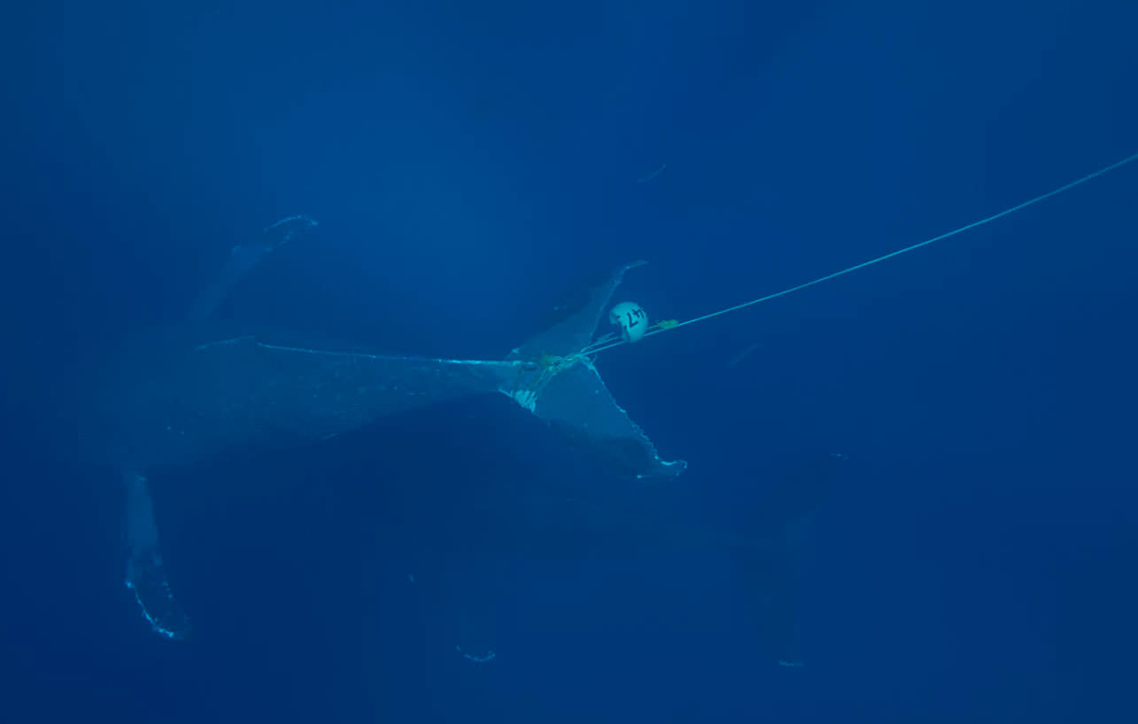 entangled whale under water