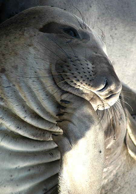 close up of an elephant seal resting