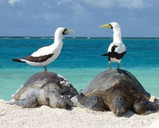 two turtles resting on the beach, each turtle has a bird sitting on it's shell