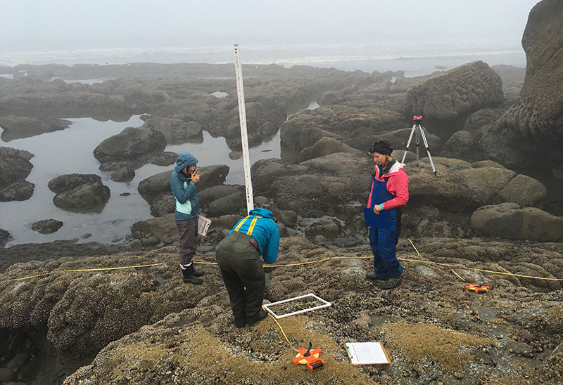 photo of The Biology Bus team assesses intertidal species