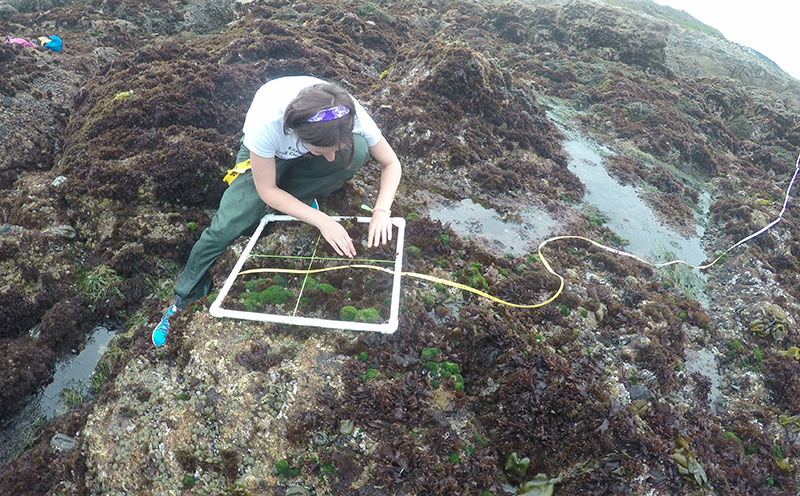 photo of Piper Wallingford uses a quadrat to assess species within the intertidal zone.