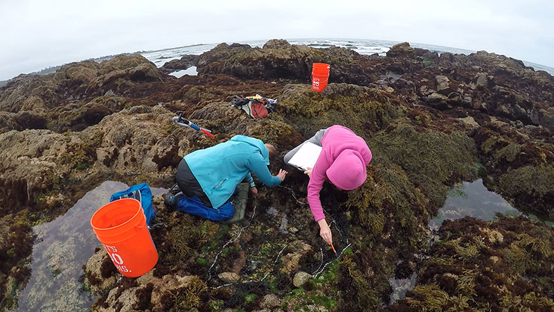 photo of people conducting research on the beach and in the tidepools