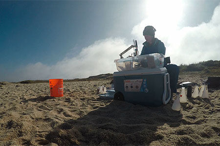 scientist doing study on the beach