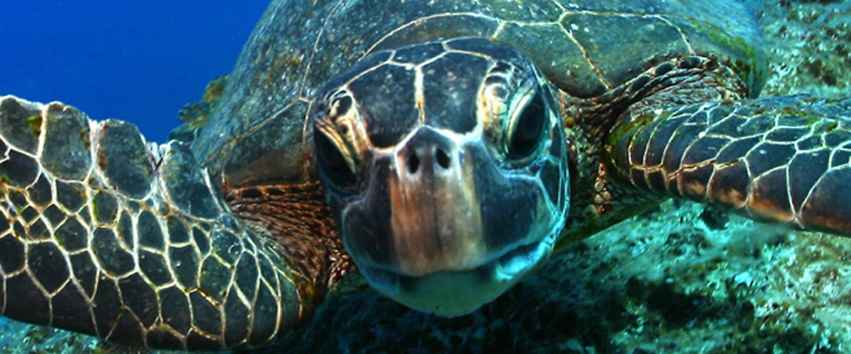 photo of a turtle up close