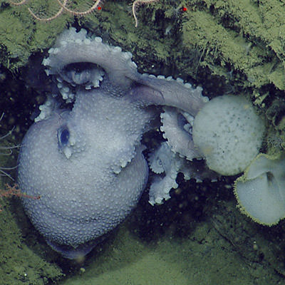 octopus was spotted on an ROV dive near Olympic Coast National Marine Sanctuary