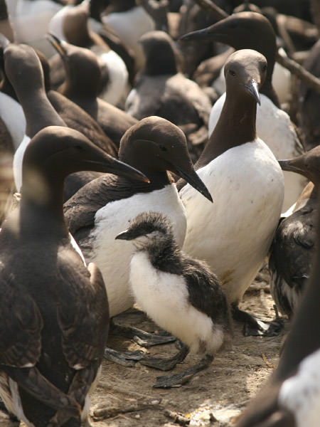 common murres gather at breeding grounds