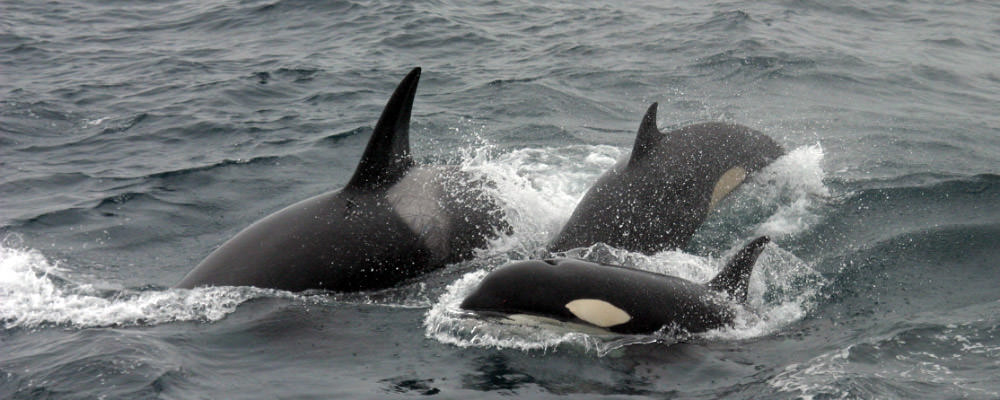 killer whales swimming