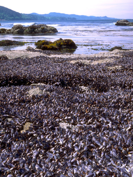 mussel bed along the washington coast