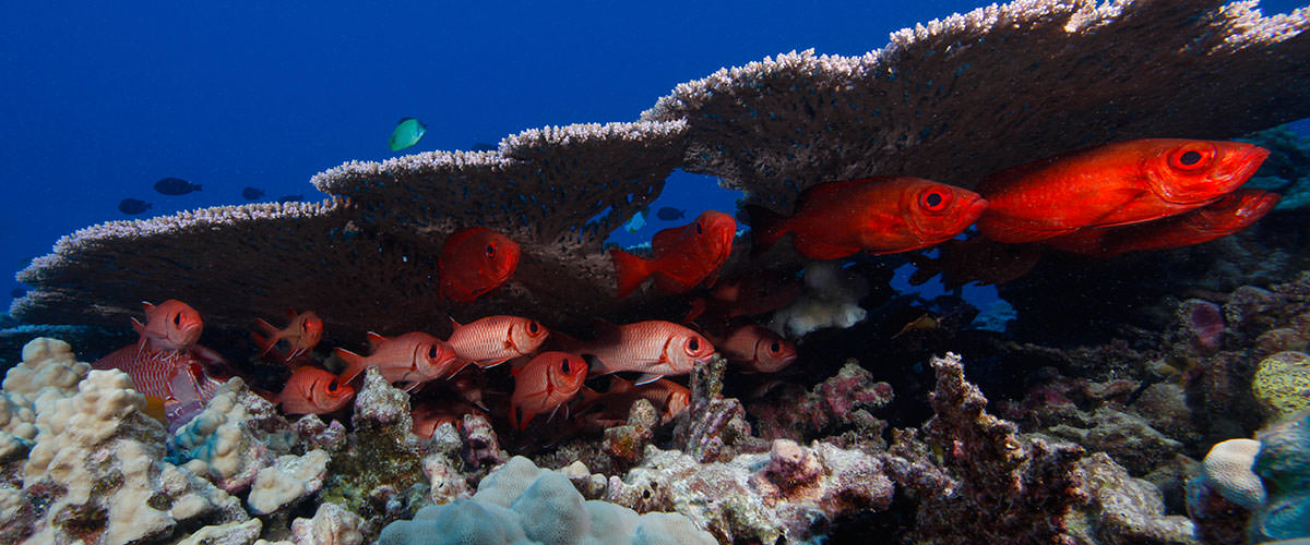 photo of red fish under coral reef