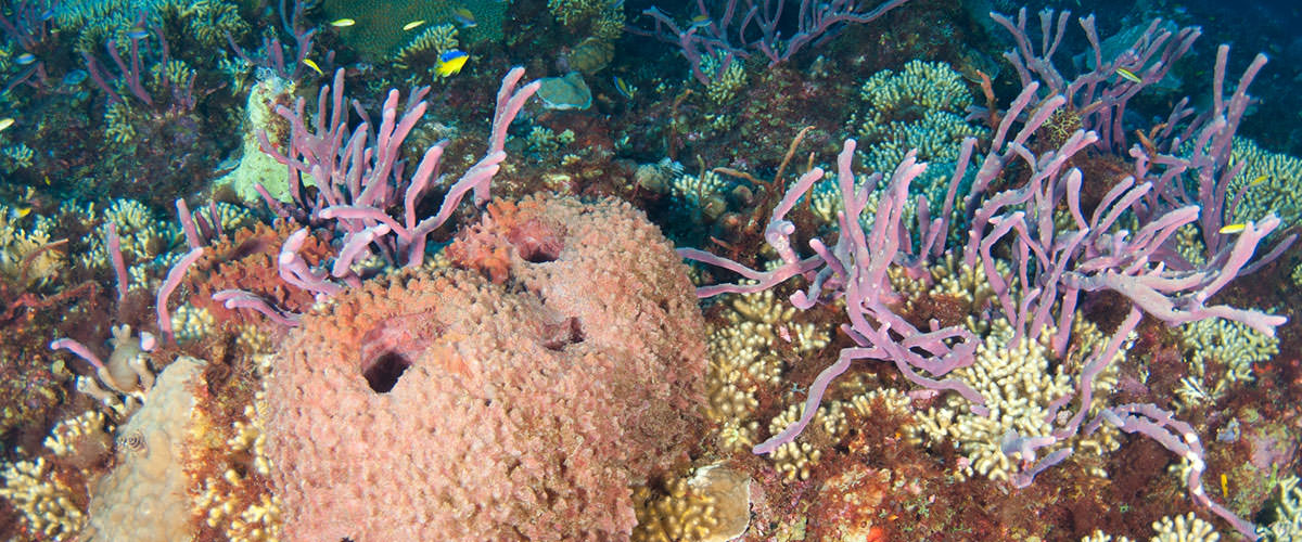 photo of colorful coral reef