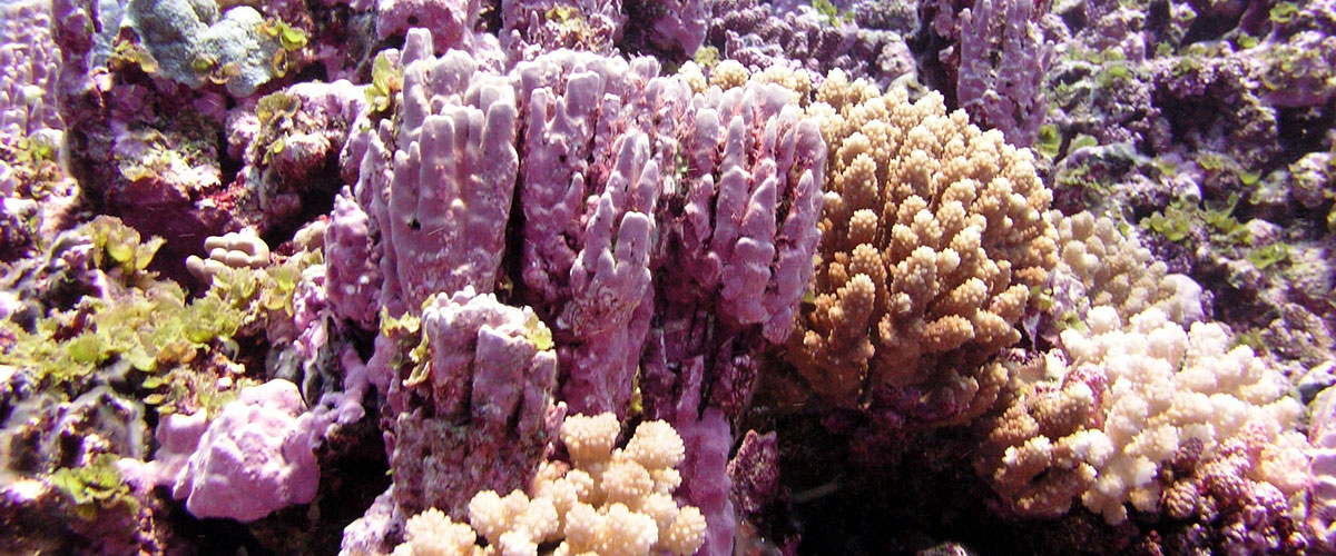 photo of pink and white coral