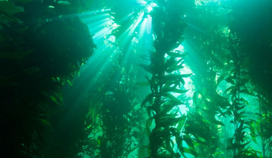photo of kelp forest