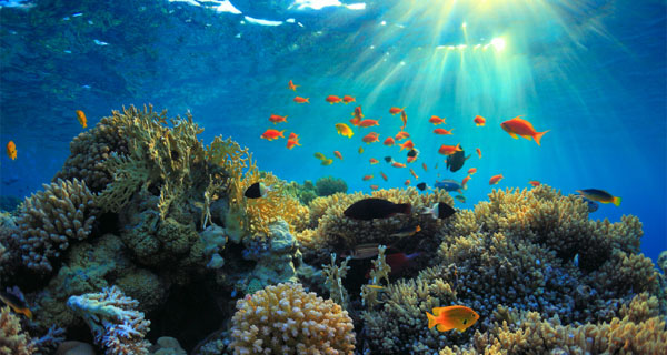 coral reef with fish swimming