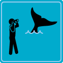whale watching icon
