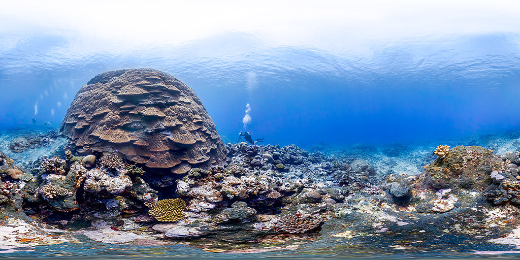 diver photographing big mama coral in amercian samoa