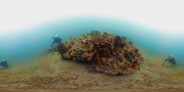 NOAA divers collect photographs at a low relief ledge within the Research Area of Gray's Reef National Marine Sanctuary