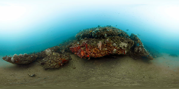 a typical ledge feature in the gray's reef national marine sanctuary, including an overhang under which Loggerhead sea turtles are often found resting